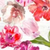 Tafelzeil - Tulpen